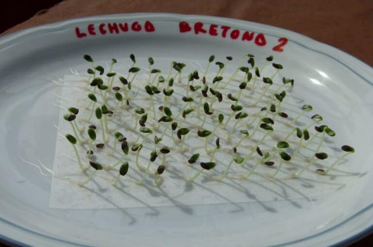 Test de germinación de semillas