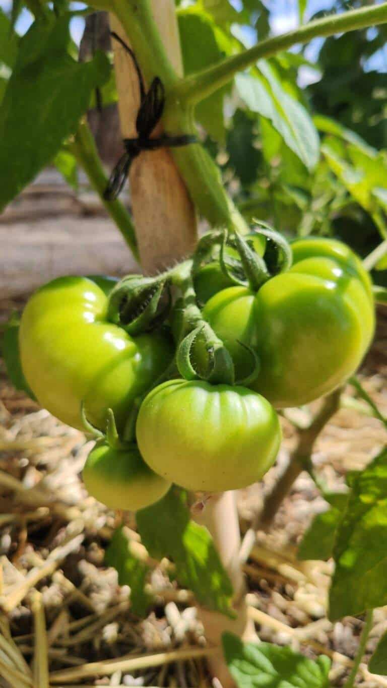 LA SALUD DEL HUERTO: La Tuta del tomate